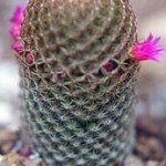 cactus-con-fiore
