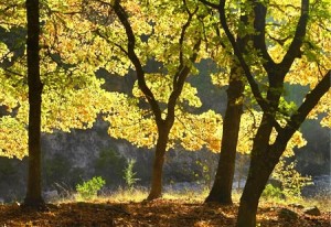 lost-maples-state-natural-area-texas