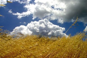 campo-giallo