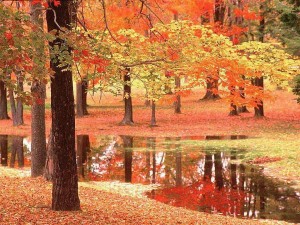autunno-rosso-1